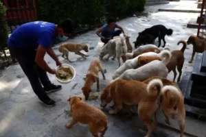 Stray Dogs, Mubai High Court