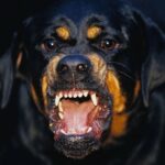 Mumbai’s Rottweiler Owner Sentenced 3 Months Jail After 13 Years