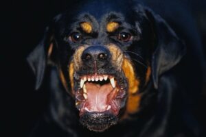 Mumbai’s Rottweiler Owner Sentenced 3 Months Jail After 13 Years