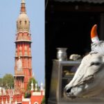 Madras HC Seeks State's Response On Plea To Colour Horns Of Stray Animals To Prevent Accidents