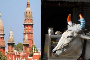 Madras HC Seeks State's Response On Plea To Colour Horns Of Stray Animals To Prevent Accidents