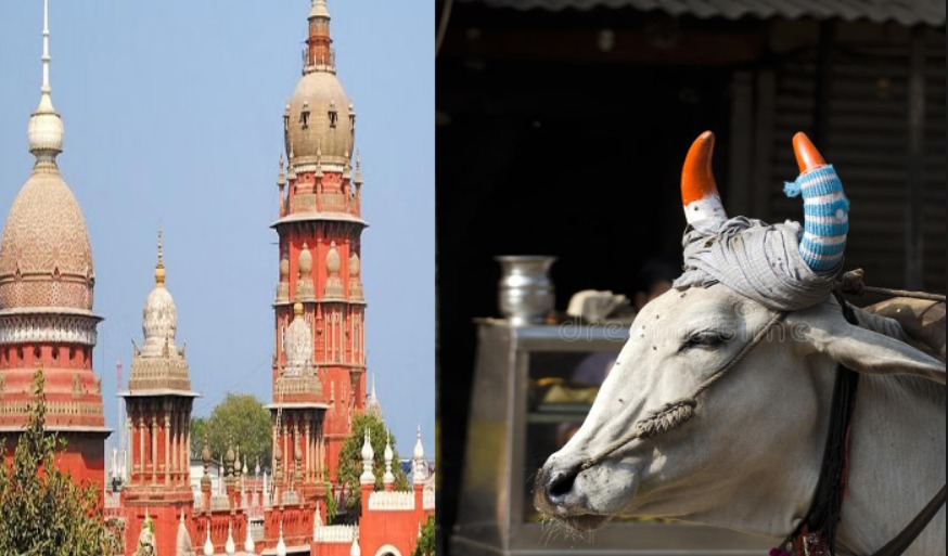 Madras HC Seeks State's Response On Plea To Colour Horns Of Stray Animals To Prevent Accidents