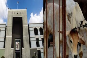 Gujarat HC Allows Appeal Against Tapi Court Order Blaming Cow Slaughter For Earth Problems While Sentencing Man To Life Imprisonment