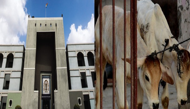Gujarat HC Allows Appeal Against Tapi Court Order Blaming Cow Slaughter For Earth Problems While Sentencing Man To Life Imprisonment