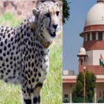 SC Seeks Qualifications Of Experts On Environment Ministry's Task Force The Day After Female Cheetah 'Sasha' Dies