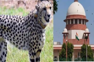 SC Seeks Qualifications Of Experts On Environment Ministry's Task Force The Day After Female Cheetah 'Sasha' Dies