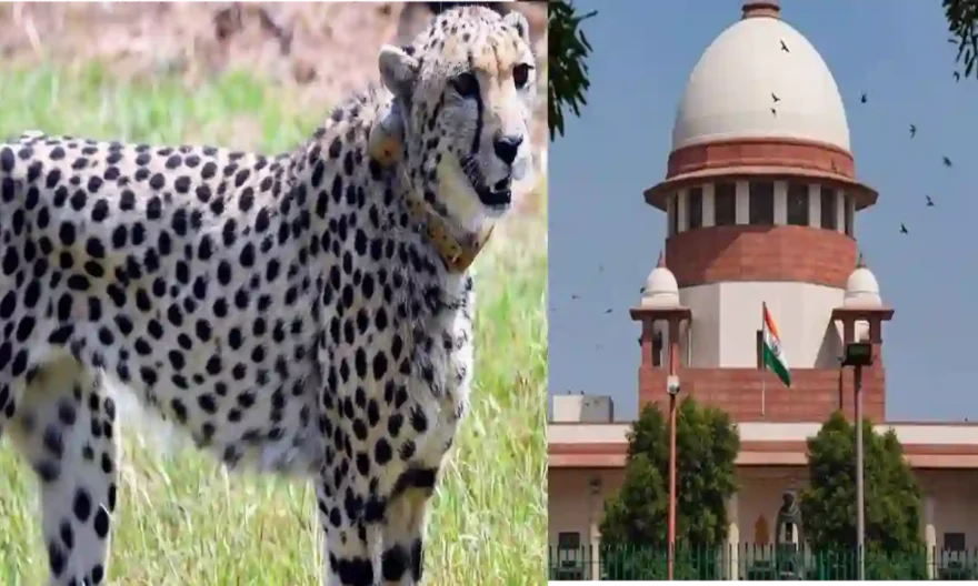 SC Seeks Qualifications Of Experts On Environment Ministry's Task Force The Day After Female Cheetah 'Sasha' Dies