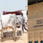 Banda Laagudu Poteelu: Andhra Pradesh HC Denies Bull Race Permit, Says It Is Illegal Under Law