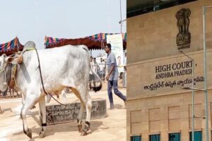 Banda Laagudu Poteelu: Andhra Pradesh HC Denies Bull Race Permit, Says It Is Illegal Under Law