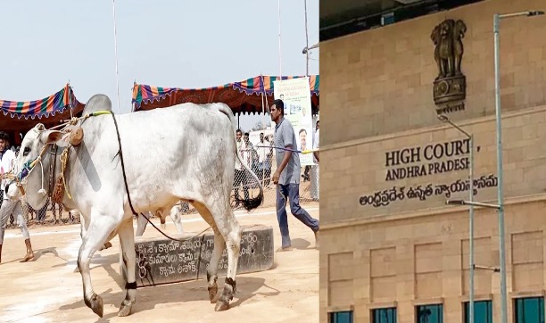 Banda Laagudu Poteelu: Andhra Pradesh HC Denies Bull Race Permit, Says It Is Illegal Under Law