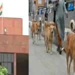 J&K & Ladakh HC Issues Notice To Ladakh Govt Over Increasing Number Of Stray Dog Bite Cases