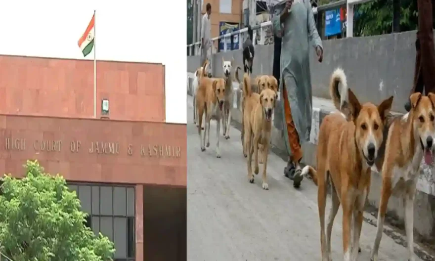 J&K & Ladakh HC Issues Notice To Ladakh Govt Over Increasing Number Of Stray Dog Bite Cases