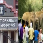 State Govt's 'Recklessly' Allowing Human Settlements Near Elephant Habitats Leads To Increasing Incidents Of Man-Animal Conflicts: Kerala HC