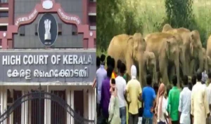State Govt's 'Recklessly' Allowing Human Settlements Near Elephant Habitats Leads To Increasing Incidents Of Man-Animal Conflicts: Kerala HC