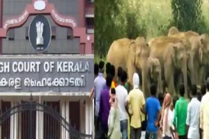 State Govt's 'Recklessly' Allowing Human Settlements Near Elephant Habitats Leads To Increasing Incidents Of Man-Animal Conflicts: Kerala HC