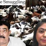 Cattle Smuggling Case