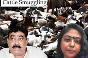 Cattle Smuggling Case