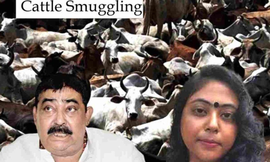 Cattle Smuggling Case