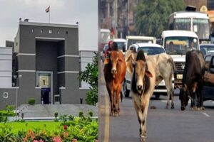 stray cattle menace