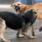 Street Dog Attack