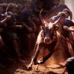 Jallikattu