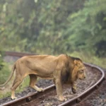 Asiatic Lions