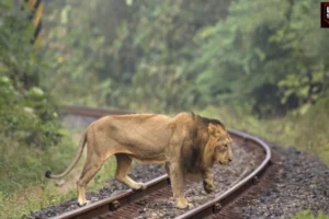 Asiatic Lions