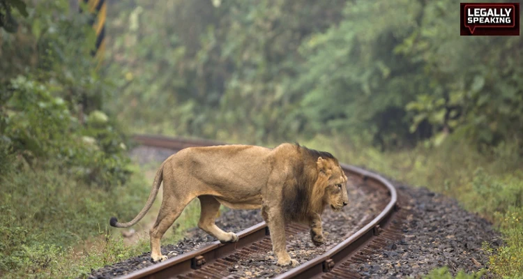 Asiatic Lions