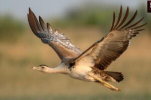 Great Indian Bustard