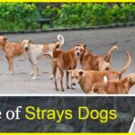 Stray Dogs