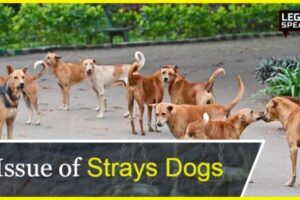 Stray Dogs