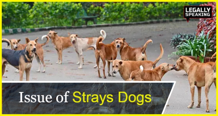 Stray Dogs