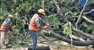 Trees Cutting_LegallySpeaking