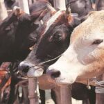 Cow Slaughter