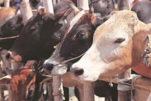 Cow Slaughter