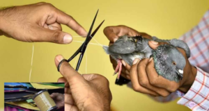 HC Orders Policy For Compensation For Causalities Caused By Chinese 'Manjha'