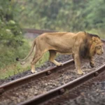 Asiatic Lions