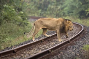 Asiatic Lions