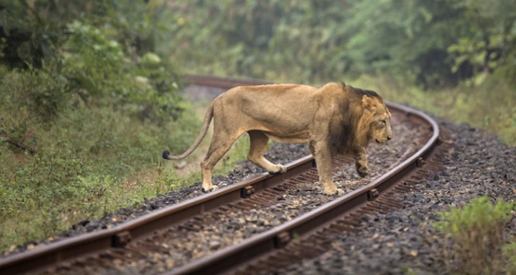 Asiatic Lions