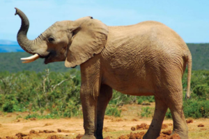 Karnataka High Court Acts on Elephant Deaths