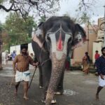 Temple Elephant Rehab Camps