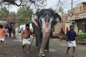 Temple Elephant Rehab Camps