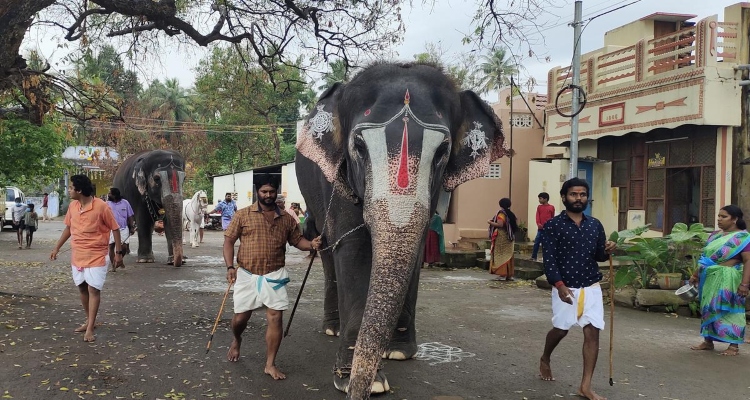 Temple Elephant Rehab Camps