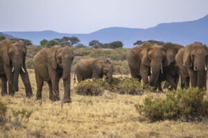 Elephants