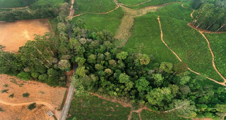 Forest Encroachment