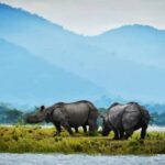 Kaziranga National Park