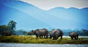Kaziranga National Park