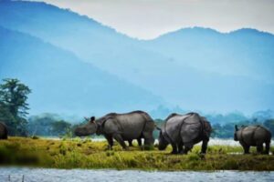 Kaziranga National Park