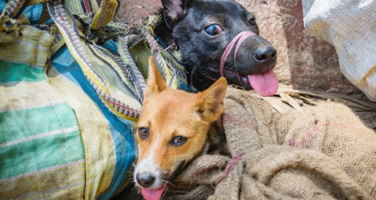 6 Dogs Found Tied & Stuffed