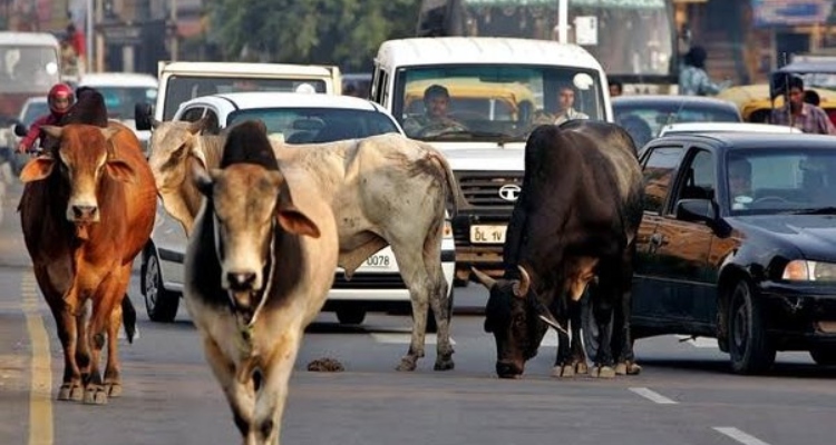 stray cattle